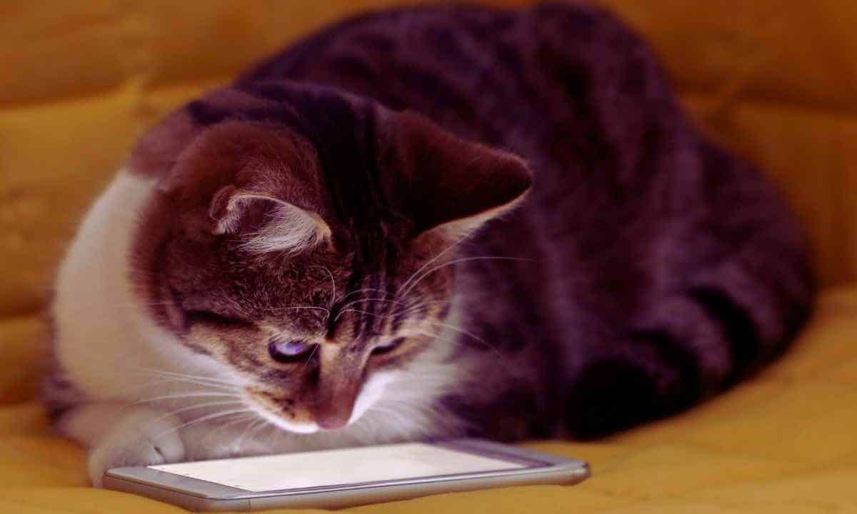 Arriva lo smartphone per gli animali domestici